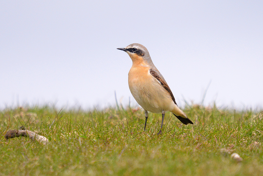 tapuit (Oenanthe oenanthe) 4-20170167