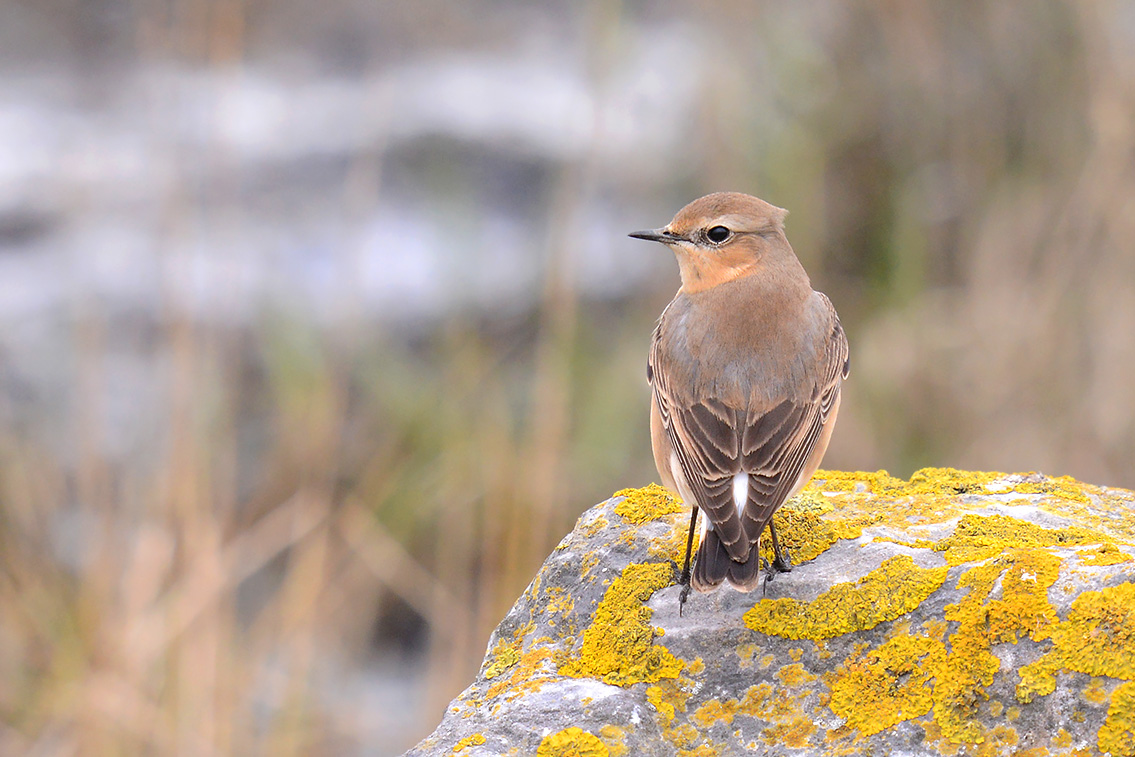 tapuit (Oenanthe oenanthe) 5-2019 9199