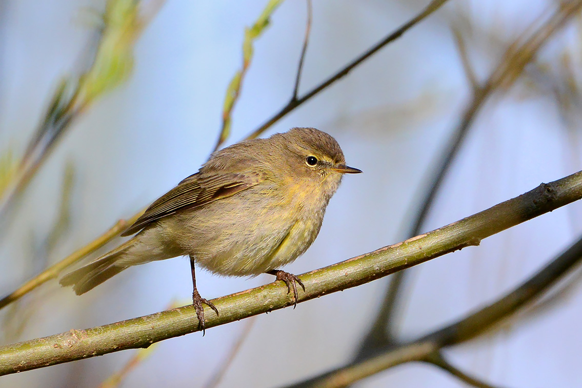 tjiftjaf (Phylloscopus collybita) 4-2021 6972