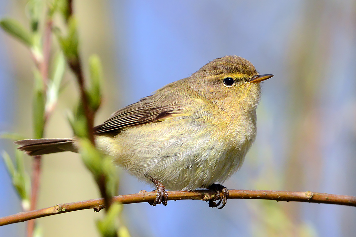 tjiftjaf (Phylloscopus collybita) 4-2021 6991