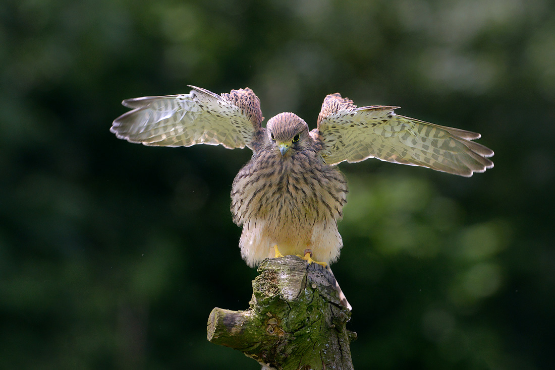 torenvalk (Falco tunnunculus) 6-2016 0238
