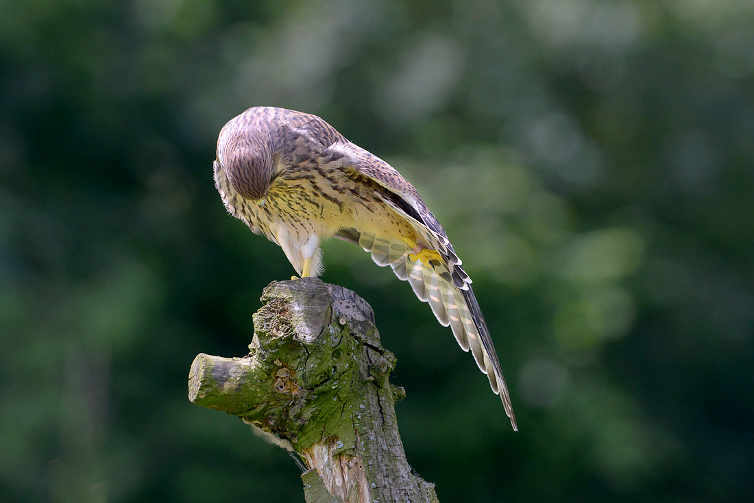 torenvalk (Falco tunnunculus) 6-2016 0244