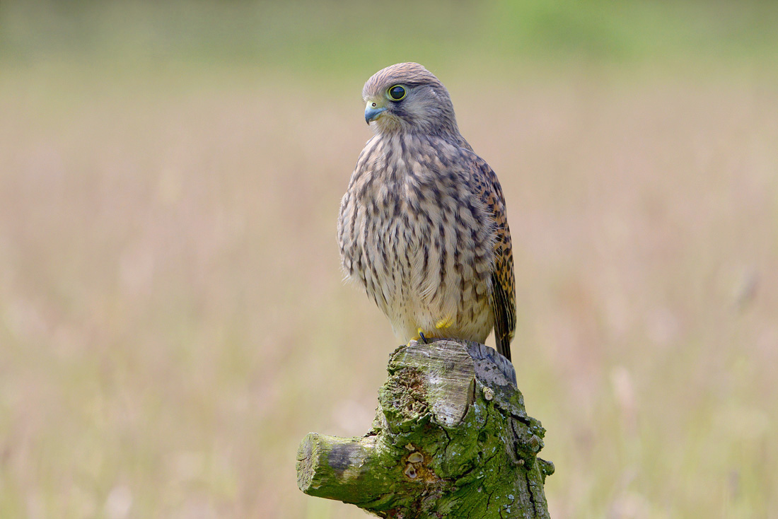 torenvalk (Falco tunnunculus) 6-2016 0258