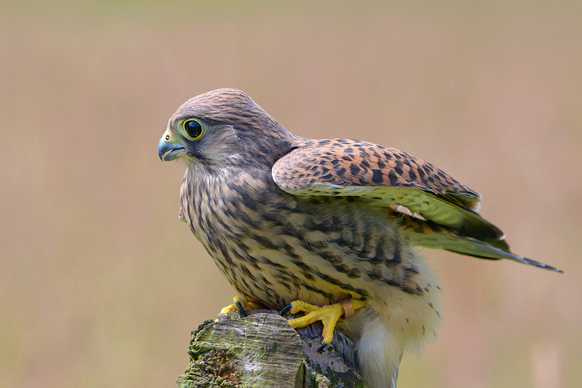 torenvalk (Falco tunnunculus) 6-2016 0261