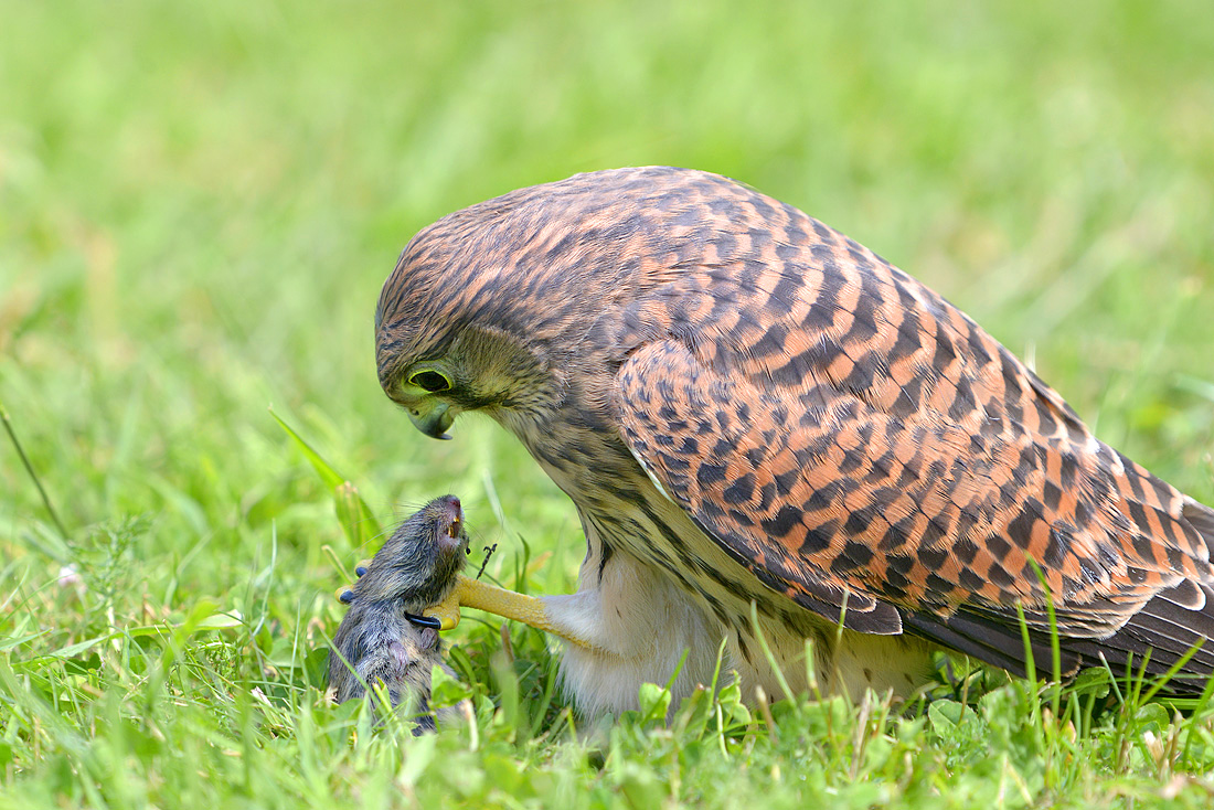torenvalk (Falco tunnunculus) 6-2016 0295