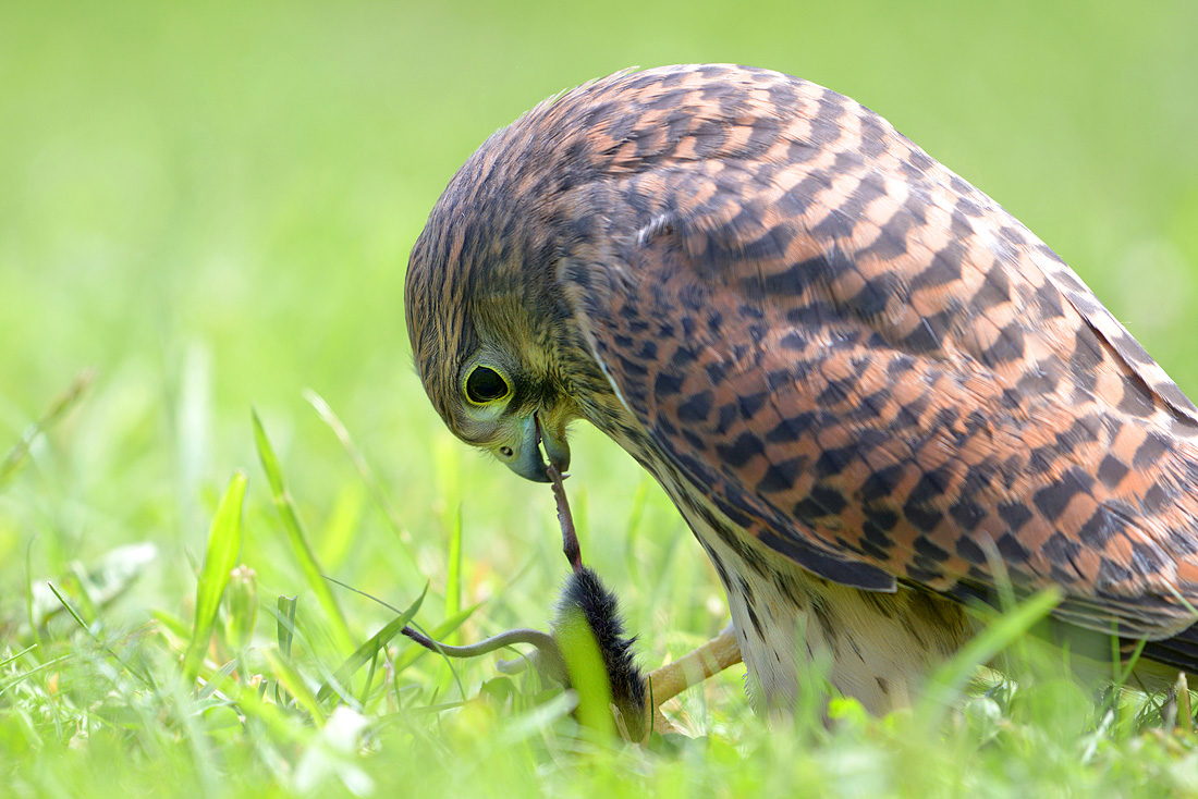 torenvalk (Falco tunnunculus) 6-2016 0325