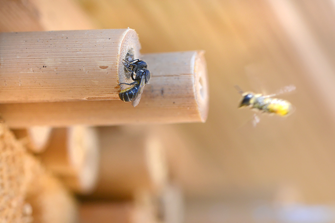 tronkenbij (Heriades truncorum) 6-2019 0033