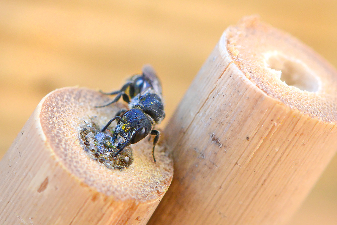 tronkenbij (Heriades truncorum) 6-2019 0049-