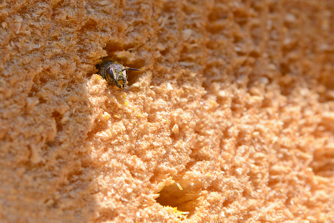 tronkenbij (Heriades truncorum) 6-2019 9819