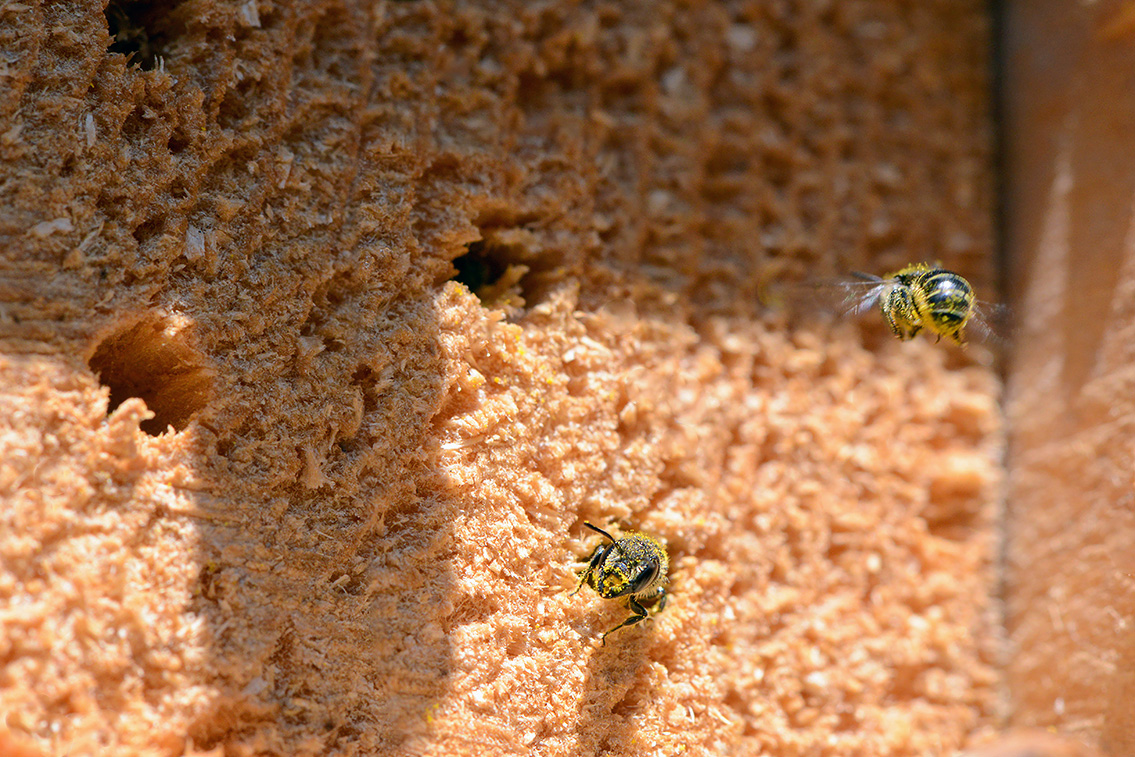 tronkenbij (Heriades truncorum) 6-2019 9829