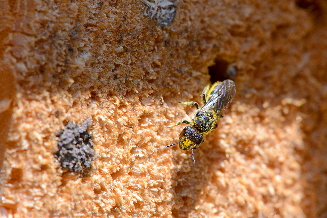 tronkenbij (Heriades truncorum) 6-2019 9837