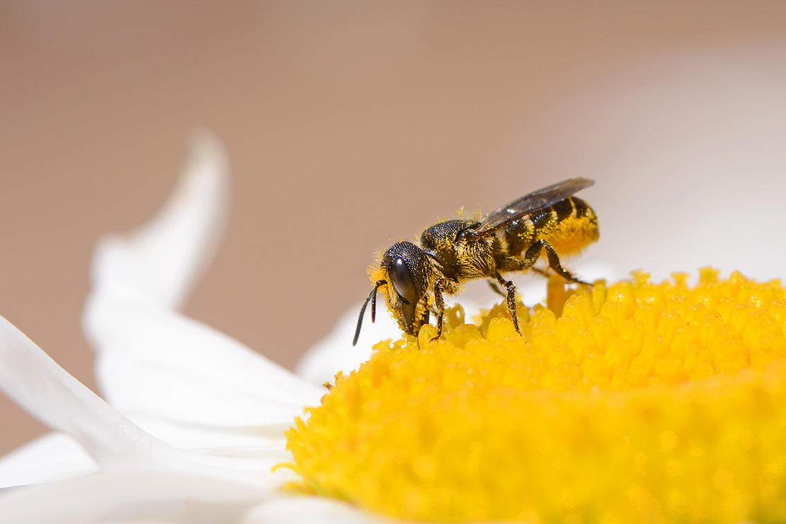 tronkenbij (Heriades truncorum) 6-2019 9890
