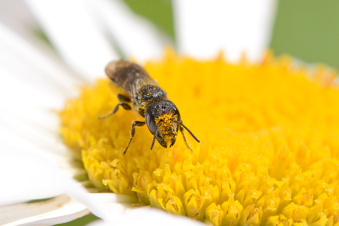 tronkenbij (Heriades truncorum) 6-2019 9943