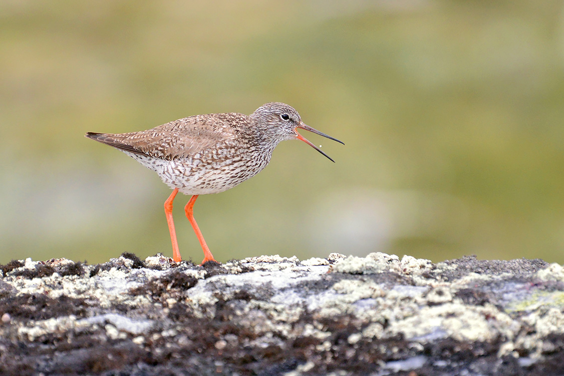tureluur (Tringa totanus) 7-2018 5644