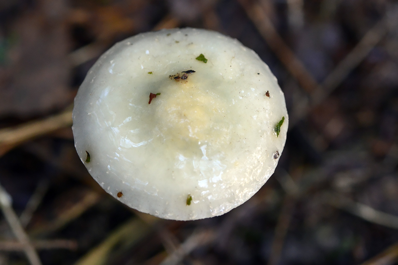 verbleekte echte kopergroenzwam (stropharia aegurinosa) 10-2024 1390