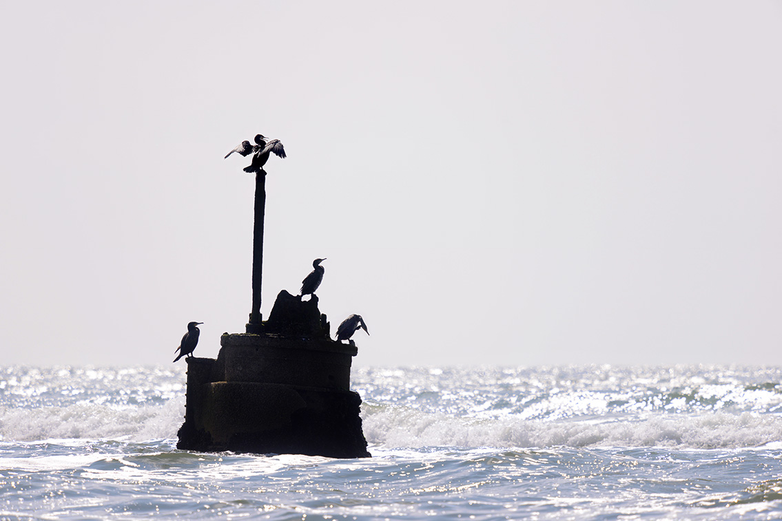 vrijheit wijk aan zee 7-2019 0190