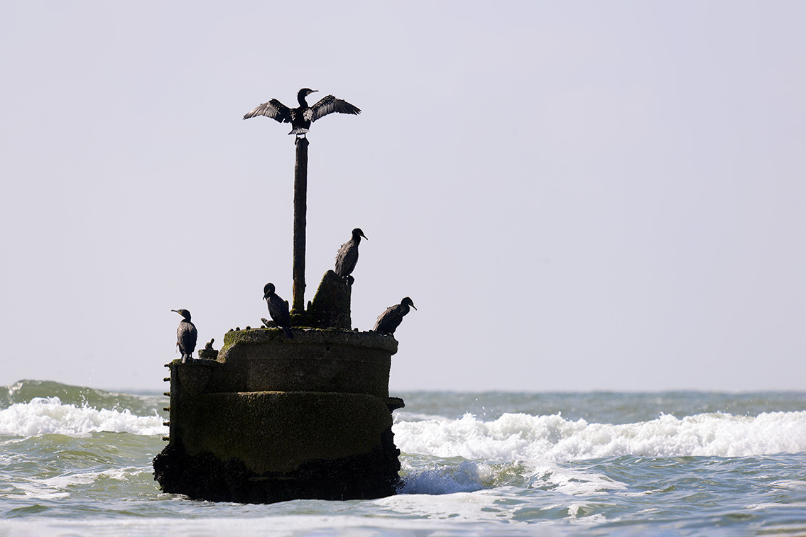 vrijheit wijk aan zee 7-2019 0229