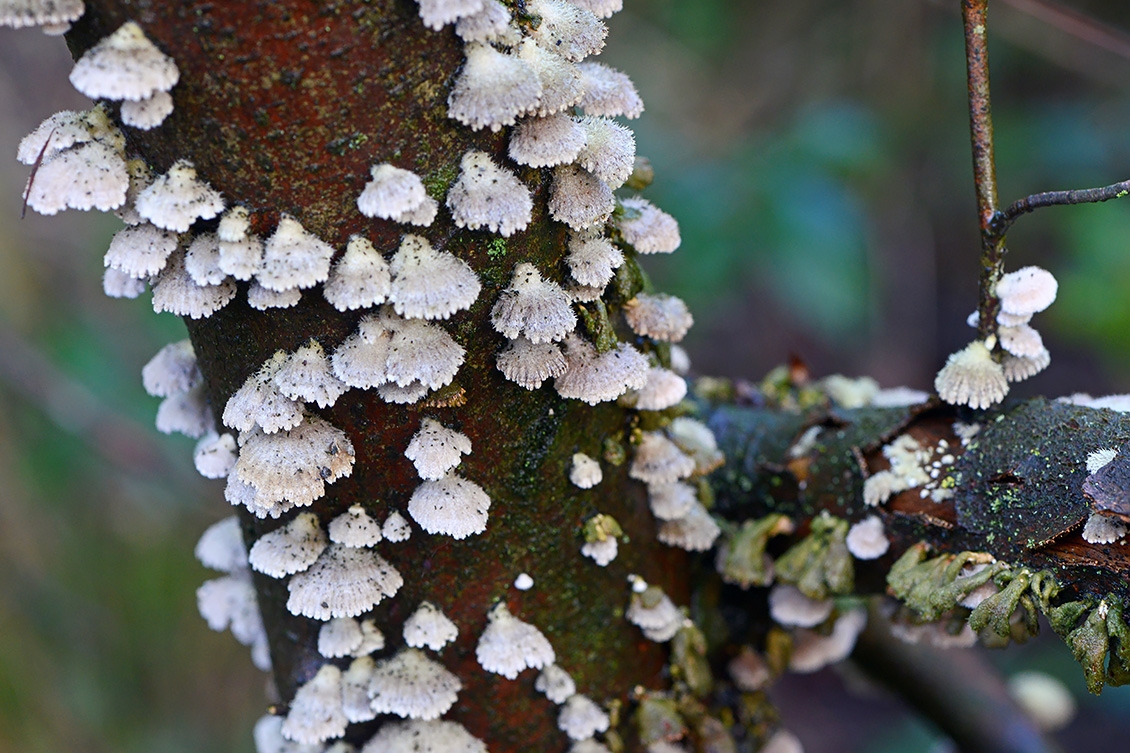 waaiertje (Schizophyllum commune) 11-2019 0331