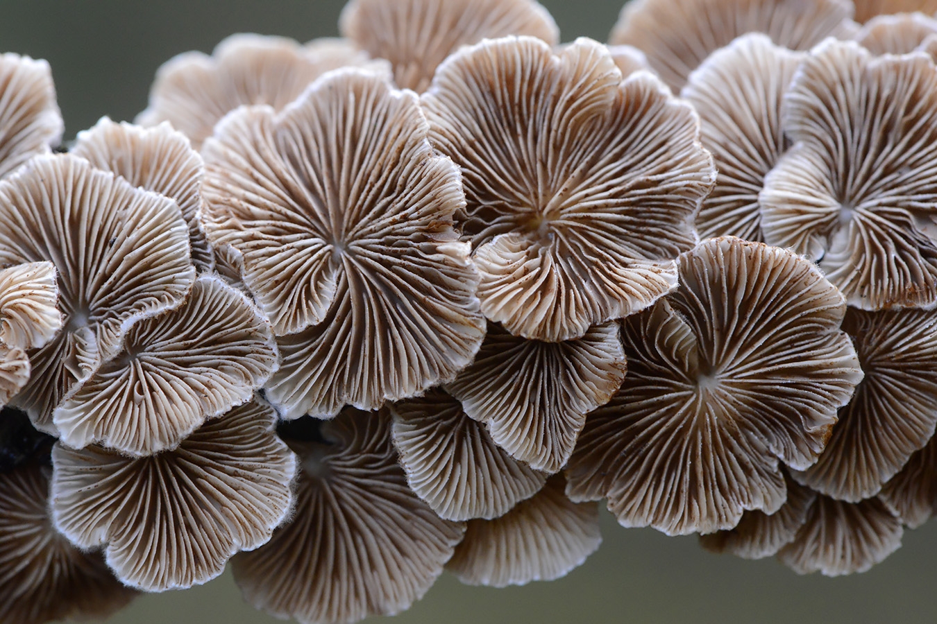 waaiertje (Schizophyllum commune) 11-2024 1785