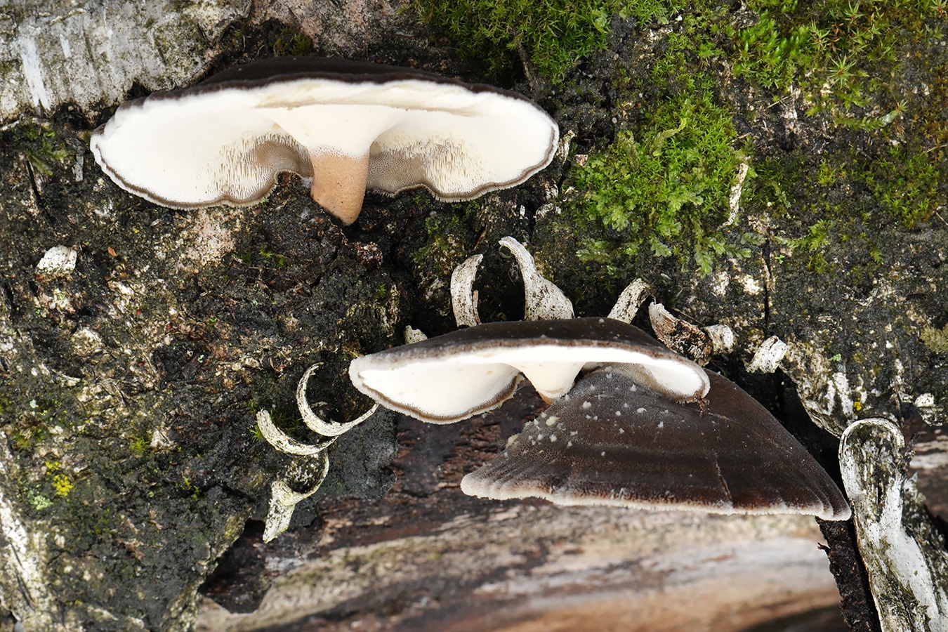 winterhoutzwam (lentinus brumalis) 11-2008 3492