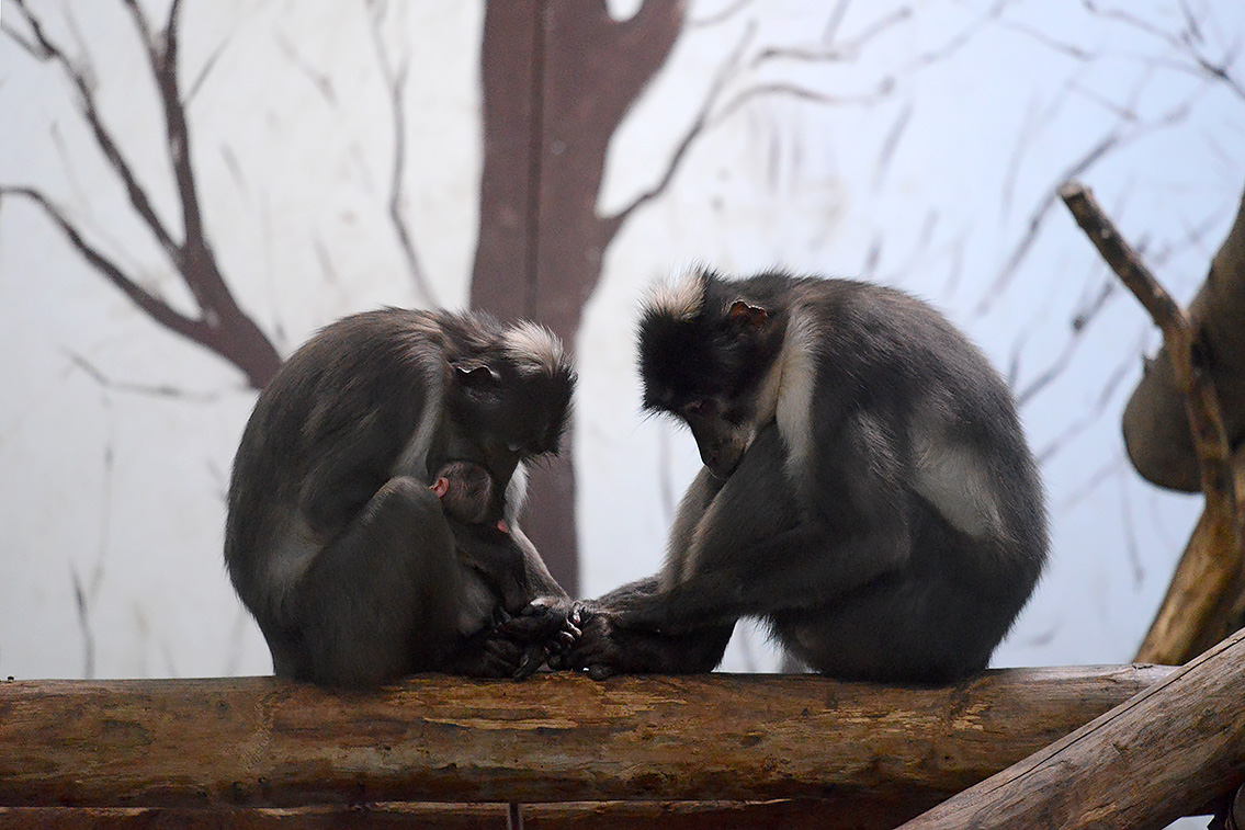 witkruinmangabey (cercocebus atys lunulatus) 8-2021 8904