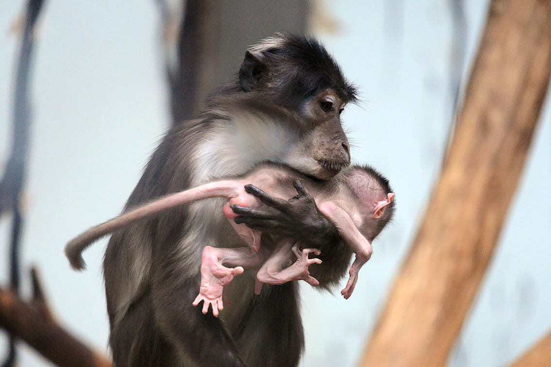 witkruinmangabey (cercocebus atys lunulatus) 8-2021 9165