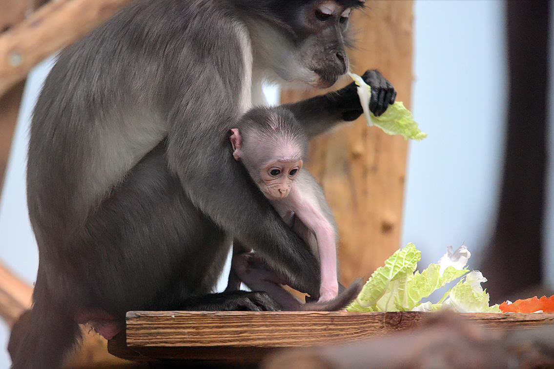 witkruinmangabey (cercocebus atys lunulatus) 8-2021 9168