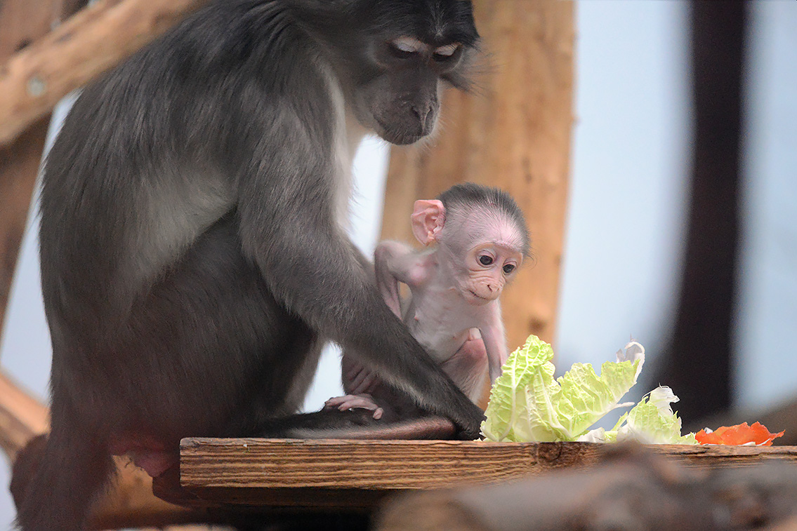 witkruinmangabey (cercocebus atys lunulatus) 8-2021 9176