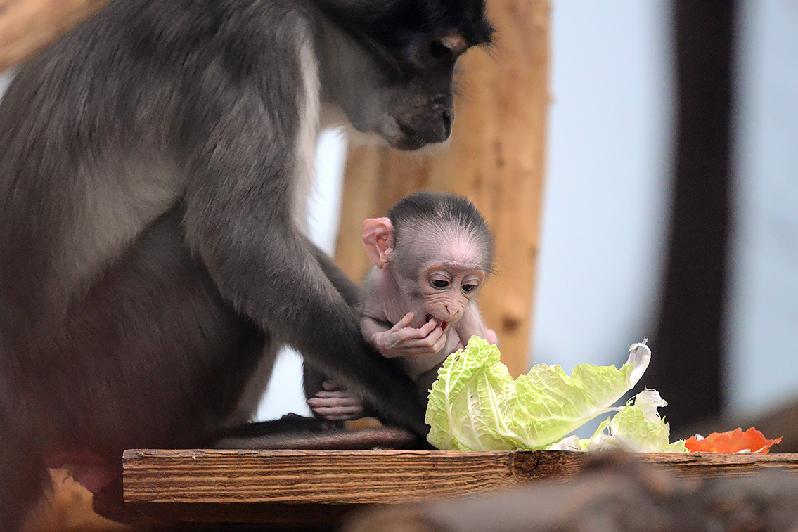 witkruinmangabey (cercocebus atys lunulatus) 8-2021 9177
