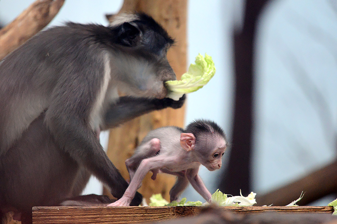 witkruinmangabey (cercocebus atys lunulatus) 8-2021 9186