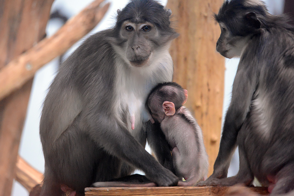 witkruinmangabey (cercocebus atys lunulatus) 8-2021 9187