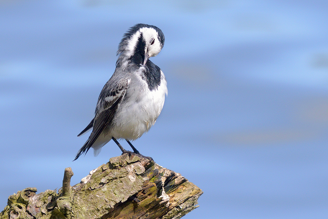 witte kwikstaart (motacilla alba) 4-2017 9016