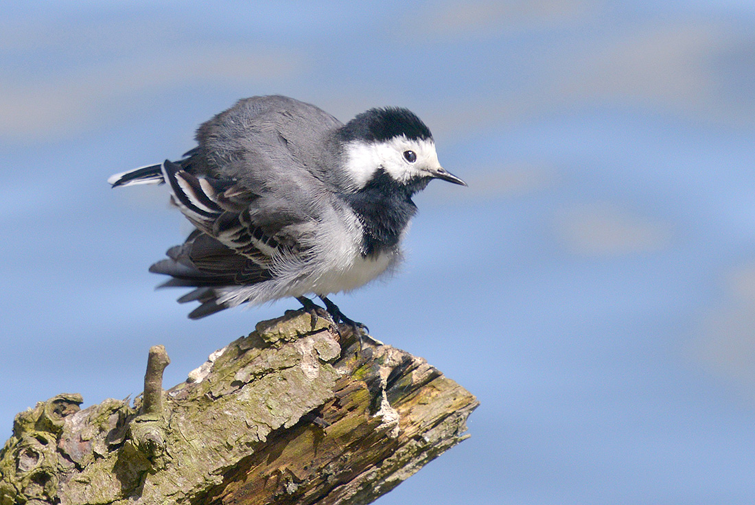 witte kwikstaart (motacilla alba) 4-2017 9030