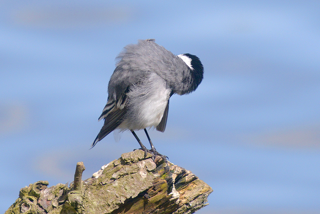 witte kwikstaart (motacilla alba) 4-2017 9055