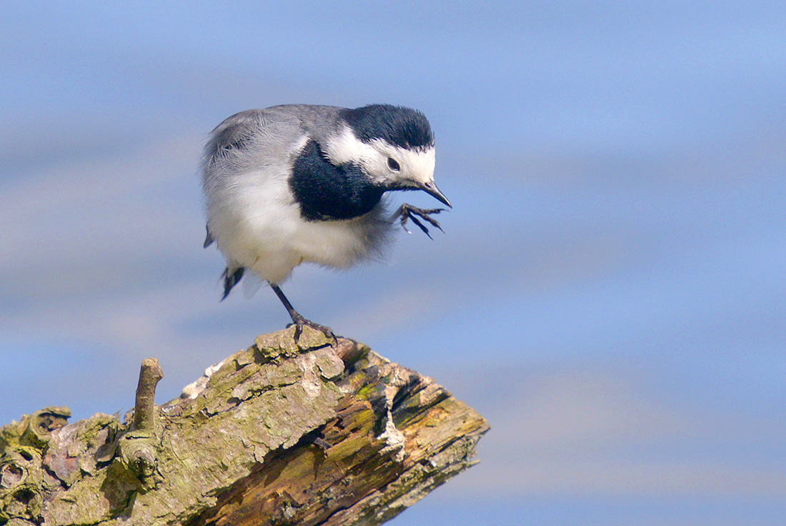 witte kwikstaart (motacilla alba) 4-2017 9059