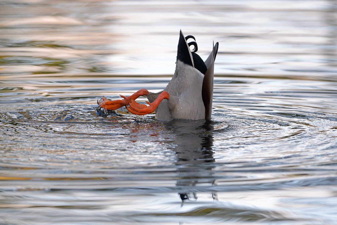 woerd (Anas platyrhynchos) 11-2017 8016)