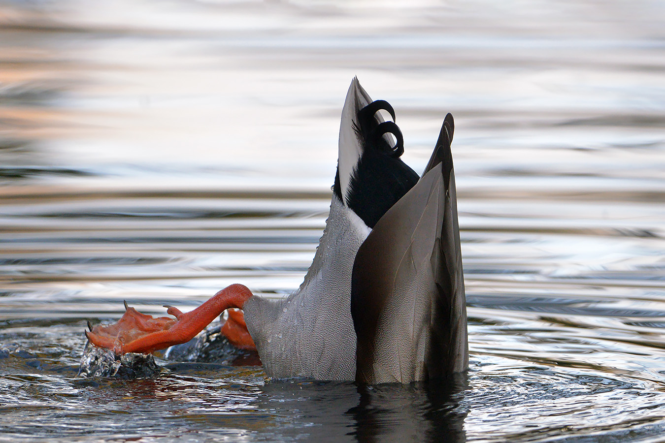 woerd (Anas platyrhynchos) 11-2017 8018