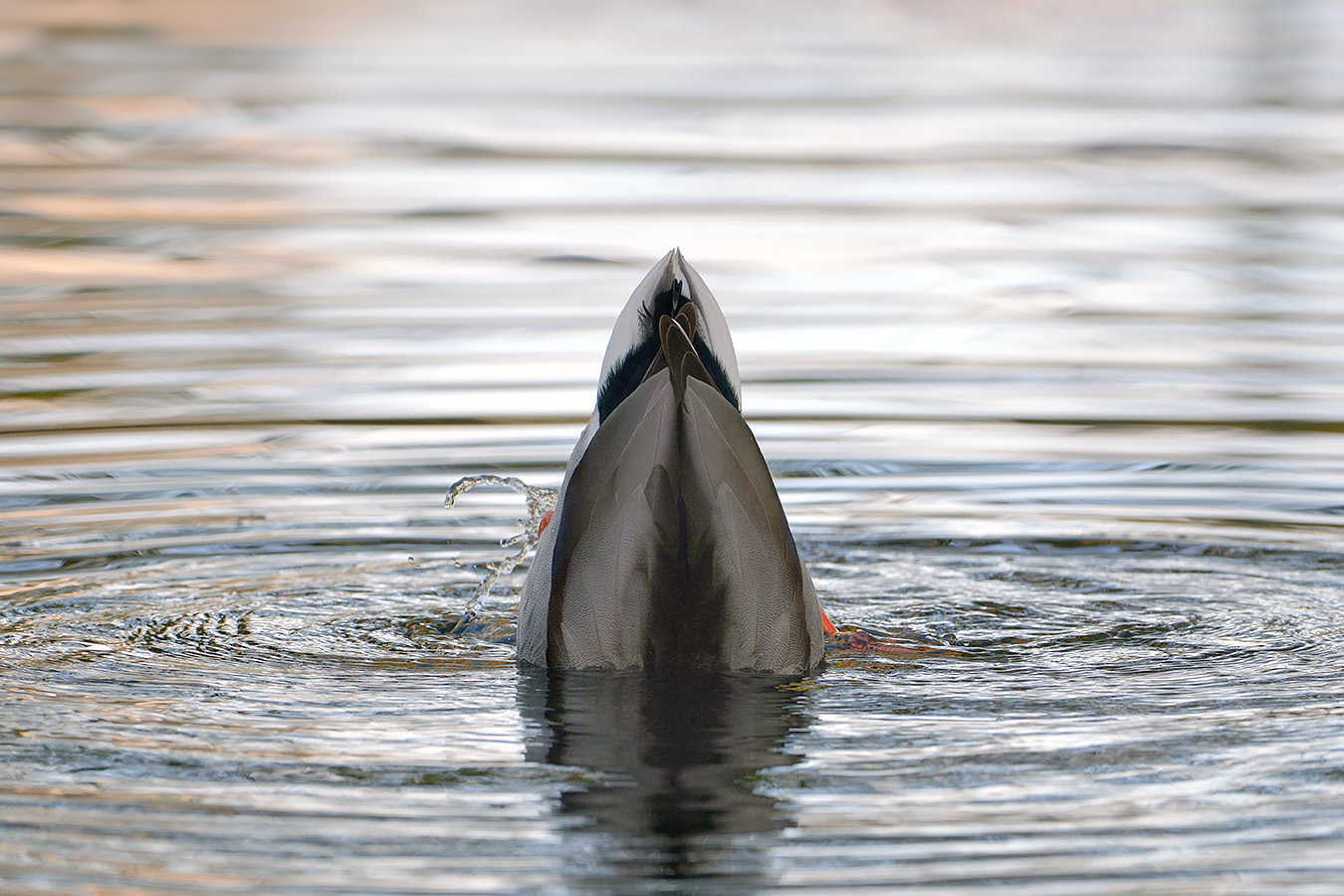 woerd (Anas platyrhynchos) 11-2017 8026