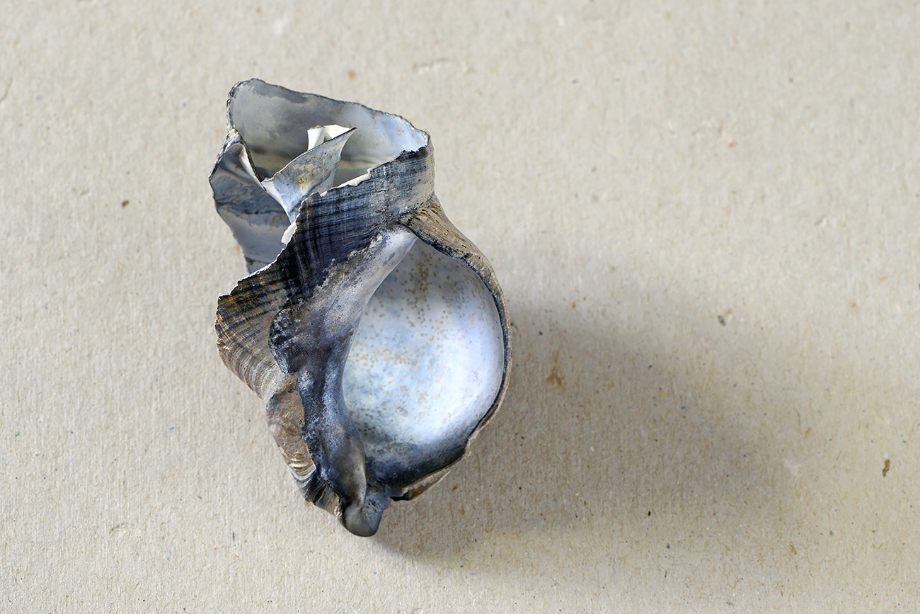 wulk (buccinum undatum) 1-2022 0966