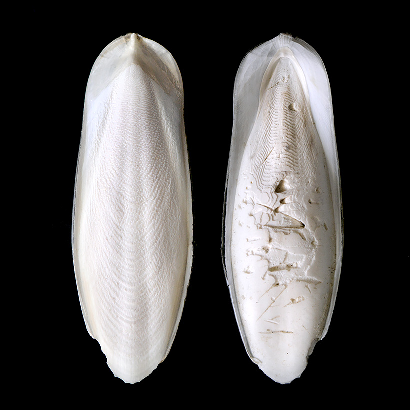 zeeschuim (Ossa sepia) 2-2019 8220