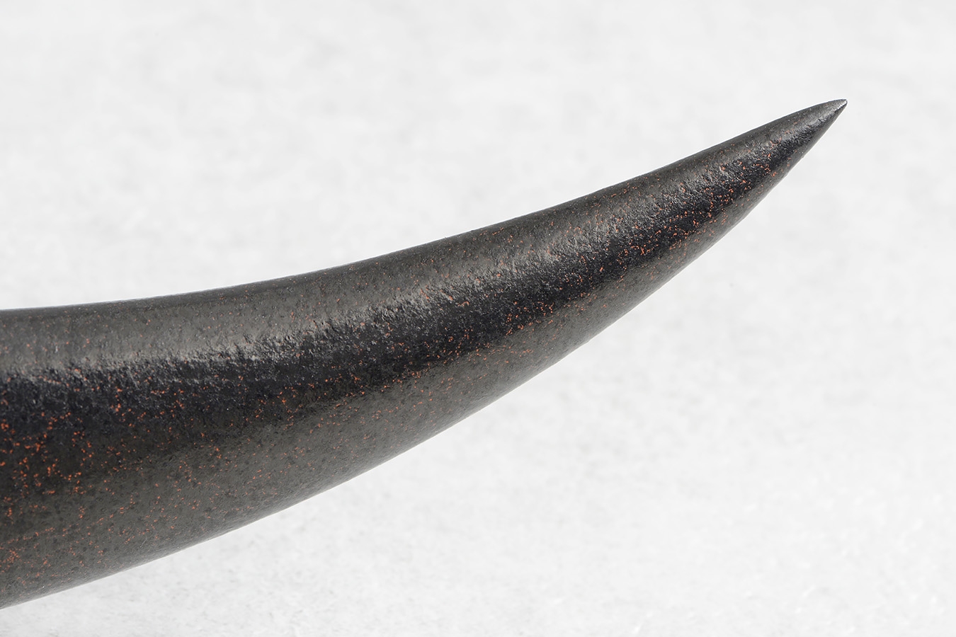 zgm 26 aculeus 6-2024 0643