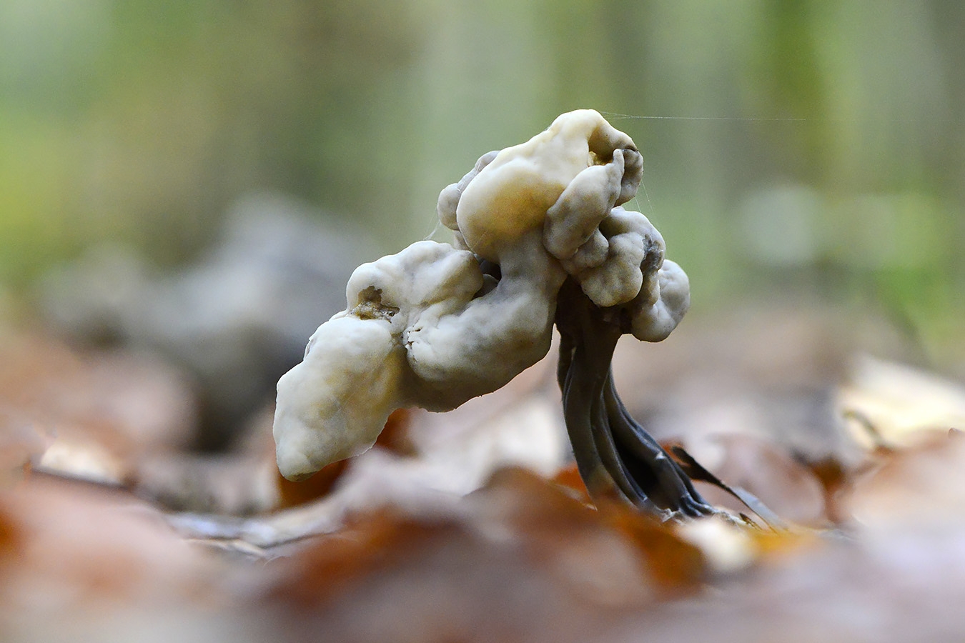 zwarte kluifzwam (helvella lacunosa) 11-2024 1521