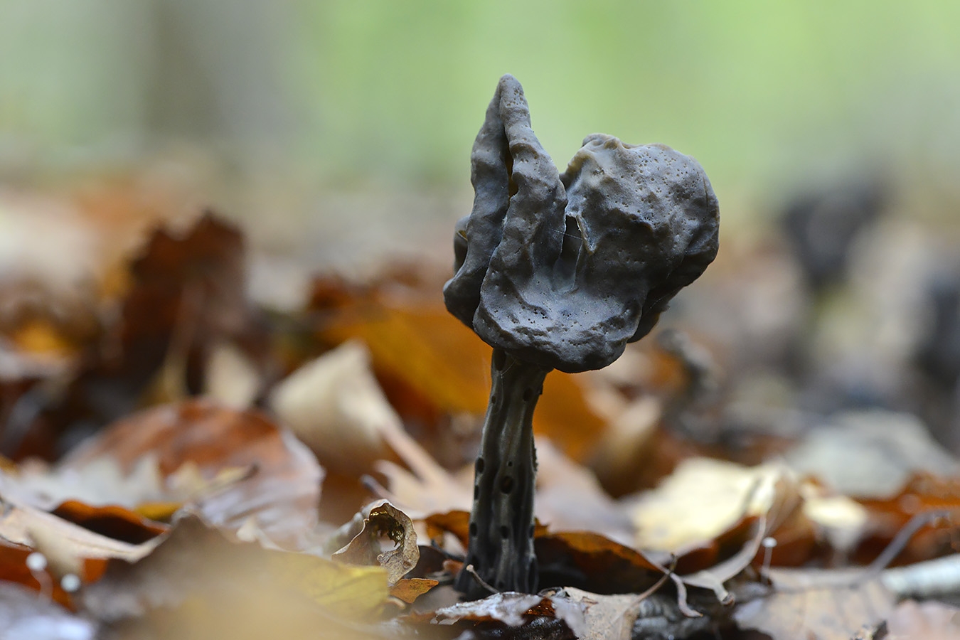 zwarte kluifzwam (helvella lacunosa) 11-2024 1537