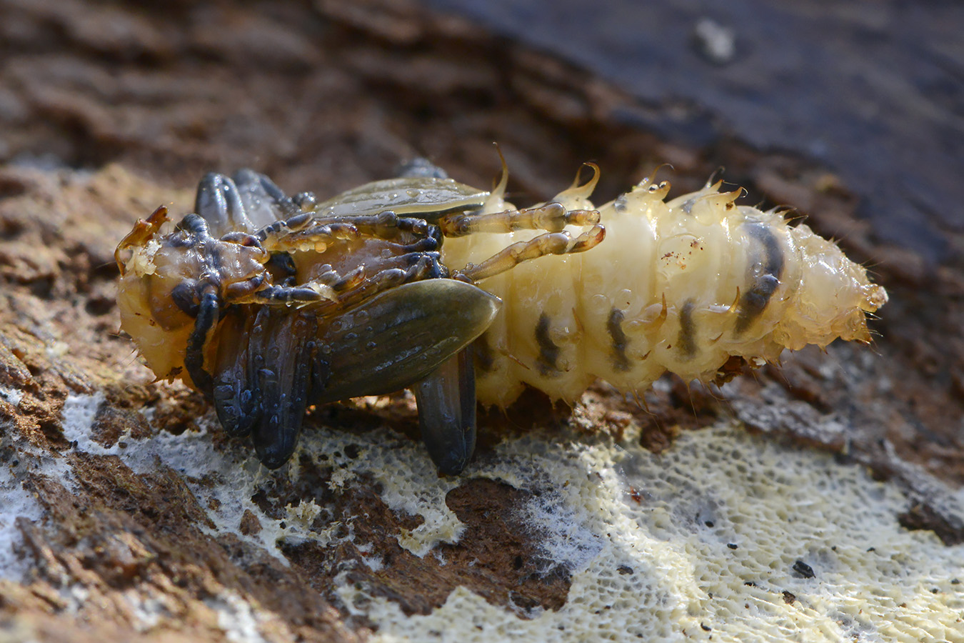 zwartkopvuurkever (pyrochroa coccinea) 4-2023 7479