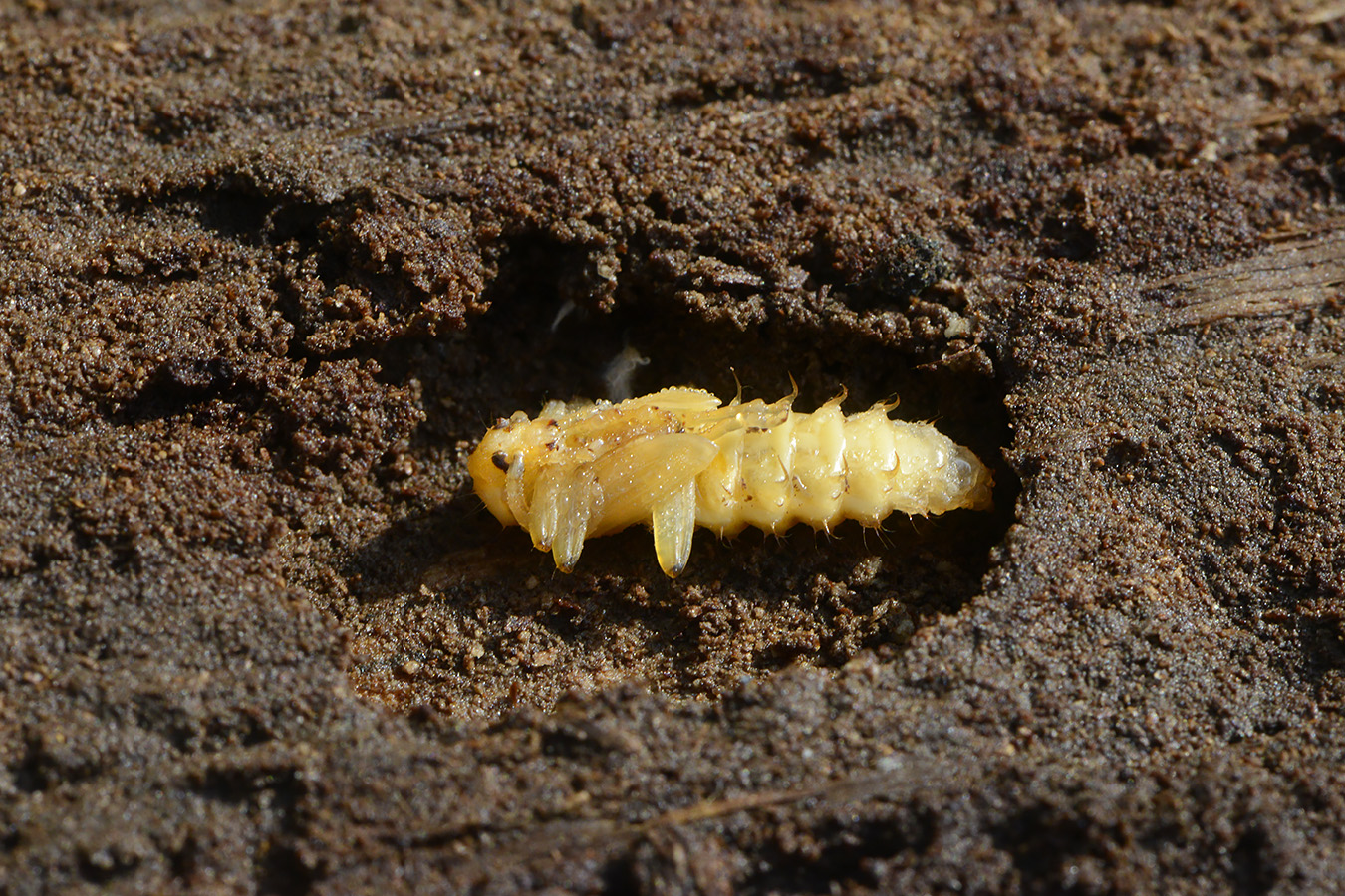 zwartkopvuurkever (pyrochroa coccinea) 4-2023 7496