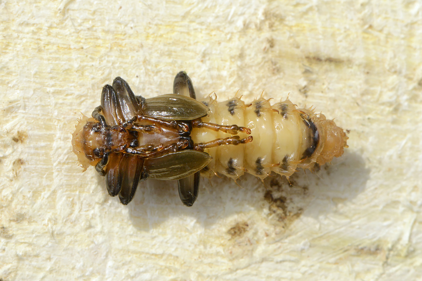 zwartkopvuurkever (pyrochroa coccinea) 4-2023 7522