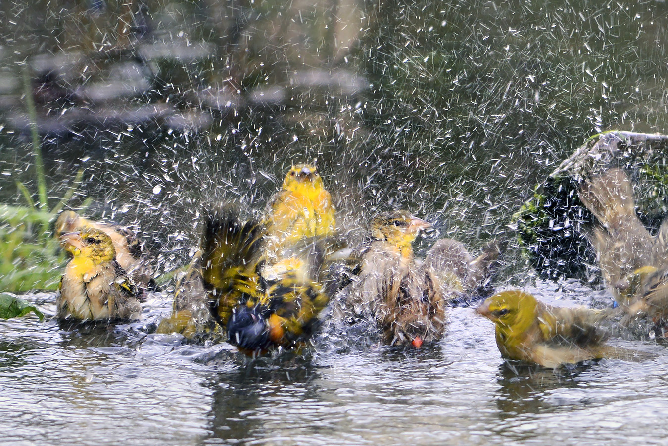 zwartkopwever (Ploceus melanocephalus) 11-2022 5768
