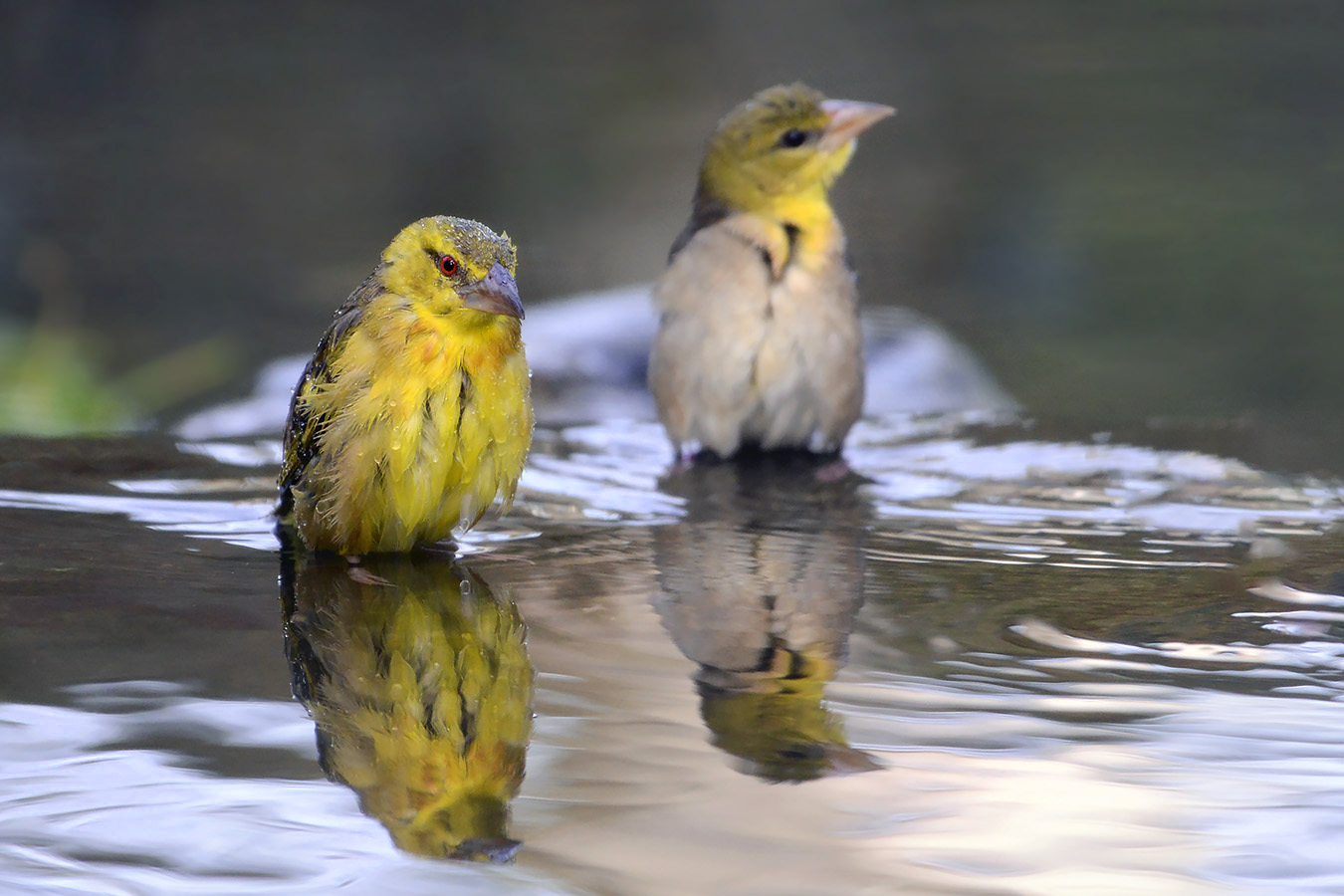 zwartkopwever (Ploceus melanocephalus) 11-2022 5771