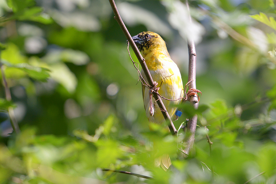 zwartkopwever (Ploceus melanocephalus) 7-2015 2676