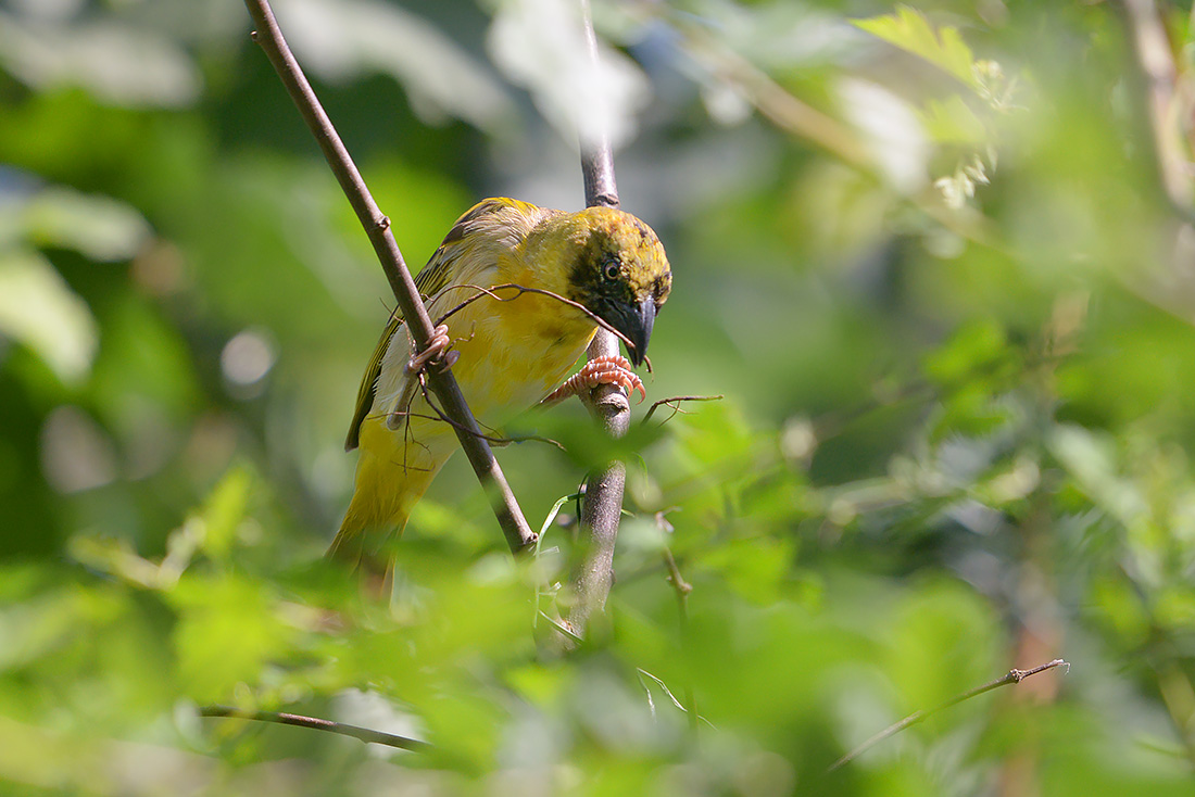 zwartkopwever (Ploceus melanocephalus) 7-2015 2679